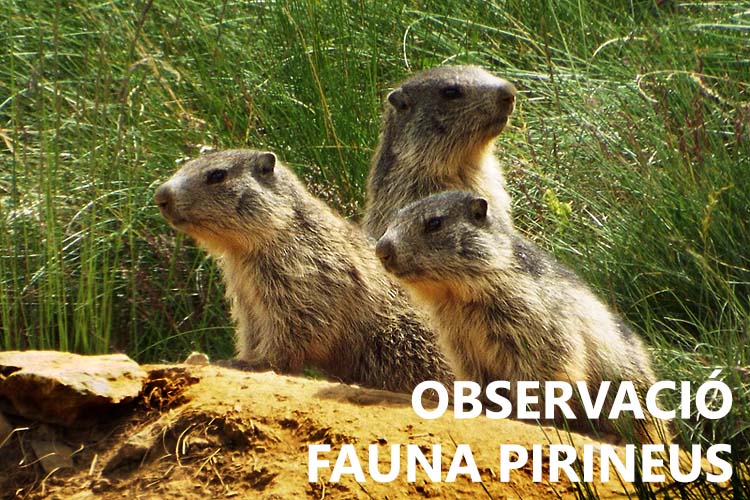 Observació de Fauna Salvatge dels Pirineus