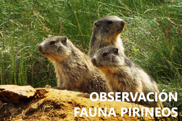 Observación de Fauna Salvaje de los Pirineos