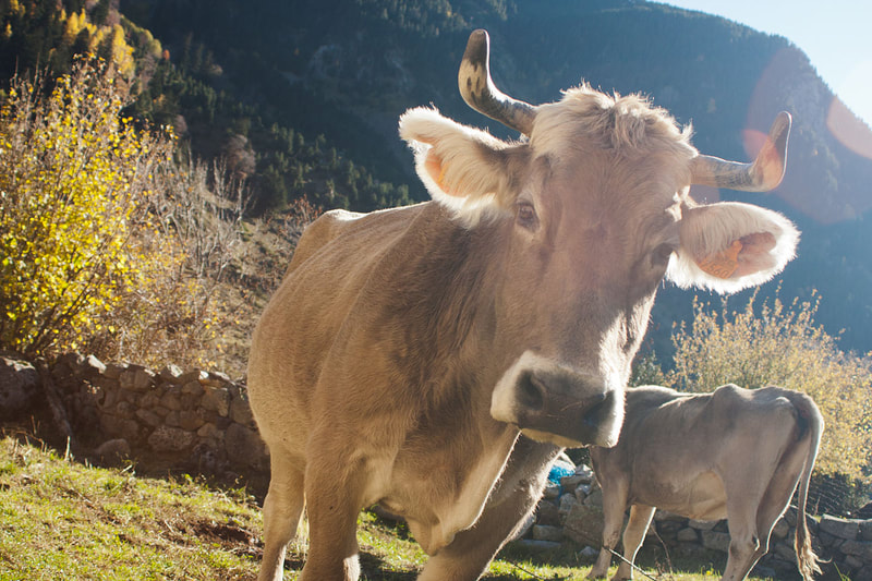 Una vaca bruna típica del Pirineu.